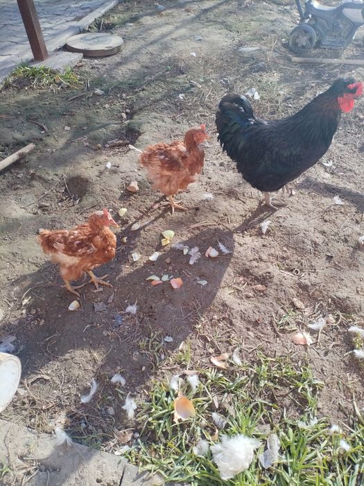 1 петух и 2 курица