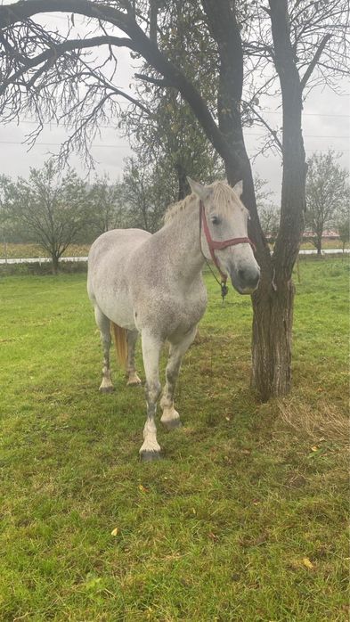 Vând iapă de 10 ani