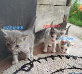Котята красивые два мальчика и одна девочка ! СРОЧНО !