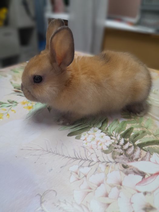 Декоративни зайчета