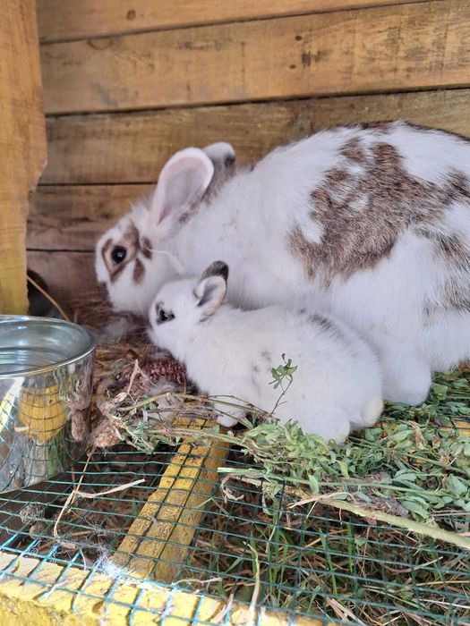 Iepurași cap de leu