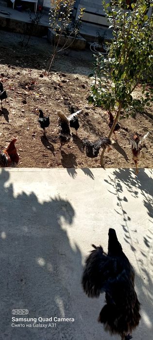 Хурозчалар сотилади⁸