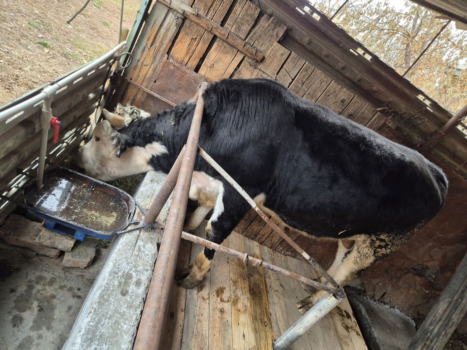 Продам  быка  бычок  бұқа