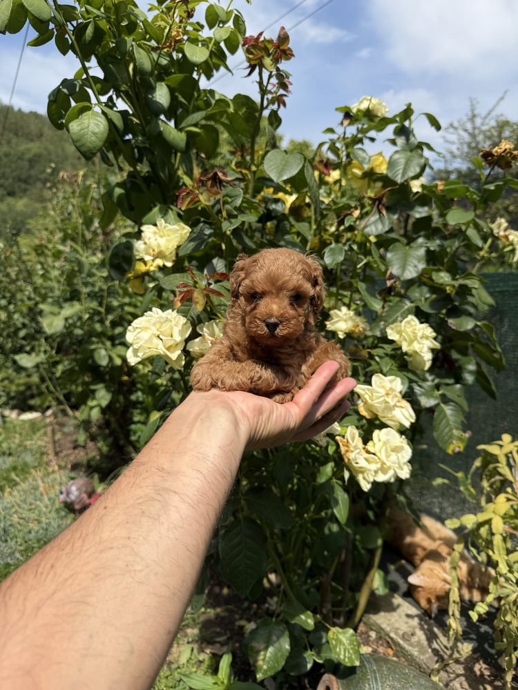 Пудел той момче. Poodle toy
