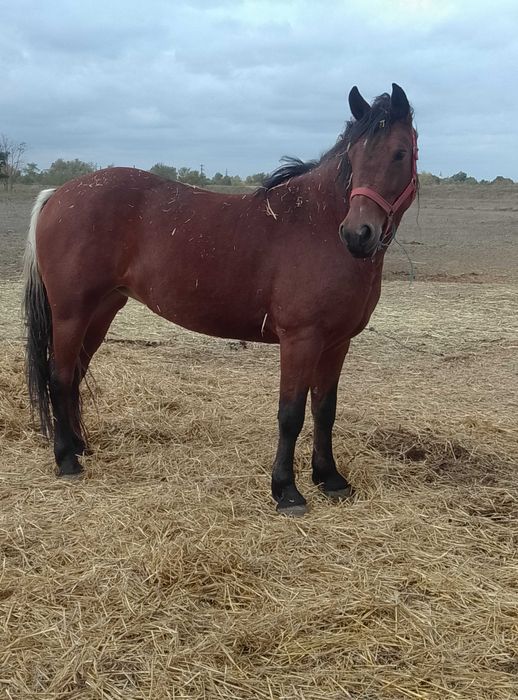 Vând iapă sau schimb cu vacă sau capre