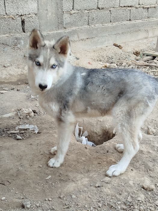 Собака.Сибирский лайка