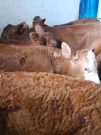 Taurasi și vitele baltate intarcate