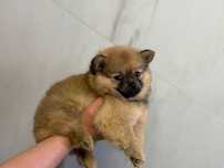 Băiețel Pomeranian Boo