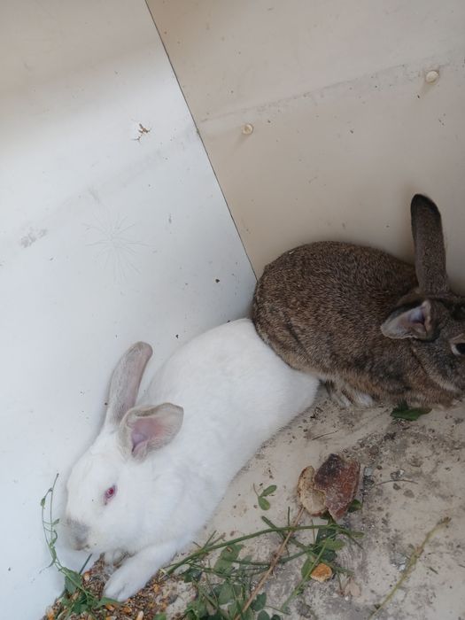 Bir jup quyon sotiladi modasi bogoz jupi 550 ming