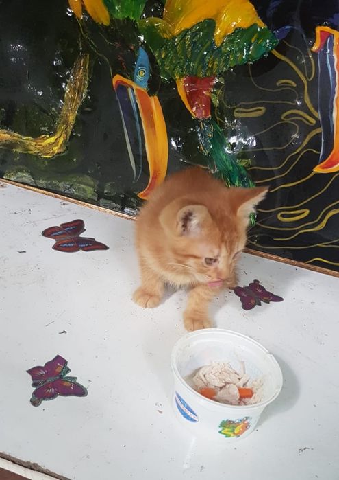 Срочно отдам котят в хорошие руки