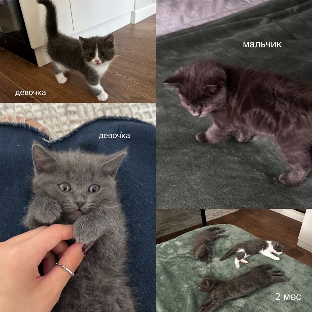 котята 2 мес в добрые руки