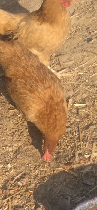 Tovuq sotoladi 2 dona hashaki tuhumga Kirgan