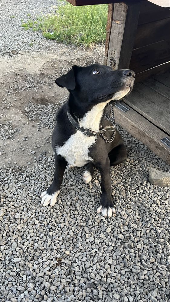 caine mixed breed