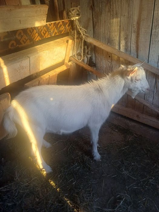 Vând țap sannen în vârstă de 8 luni