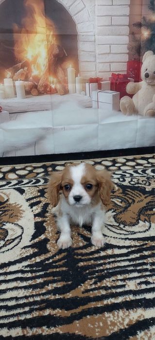 Кавалер кинг чарлз шпаньол.