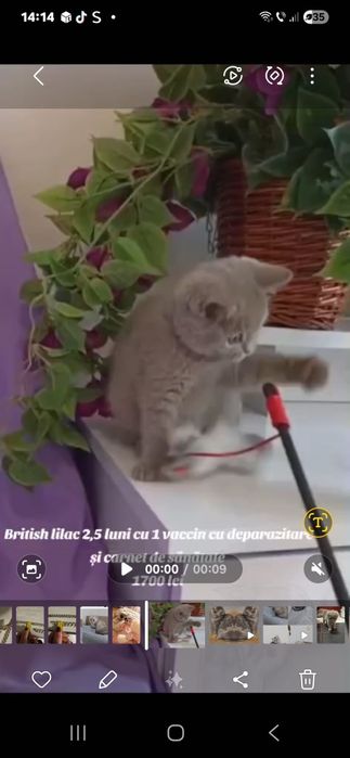 Fetiță british shorthair lilac