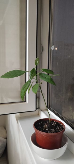 Авокадо комнатное растение