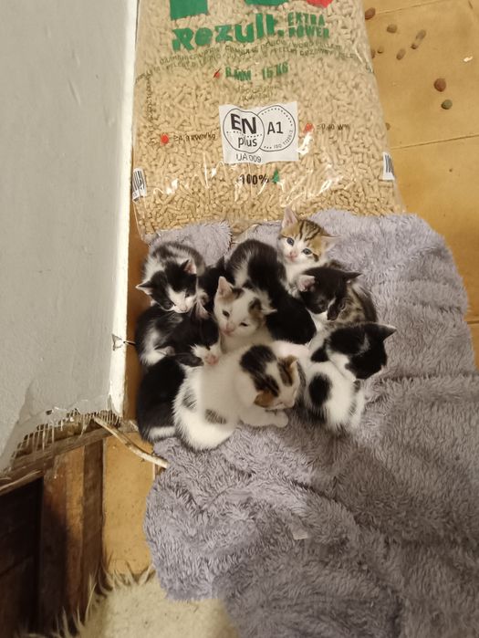 Spre adopție vrea cineva? Sunt drăgălași