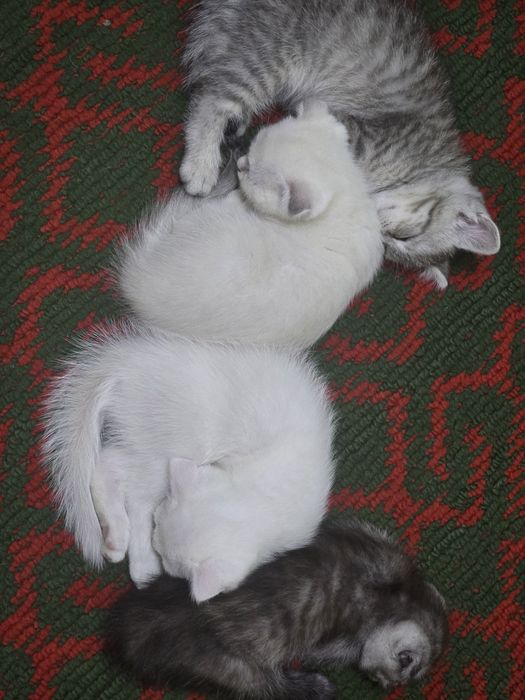 Шотландские котята