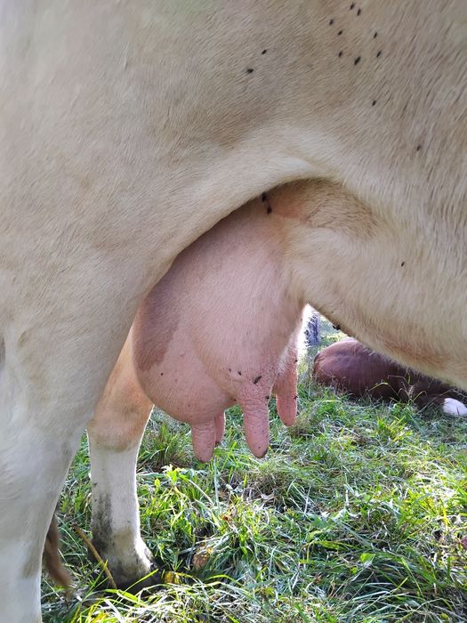 Vând vacă rasa Bălțata Românească