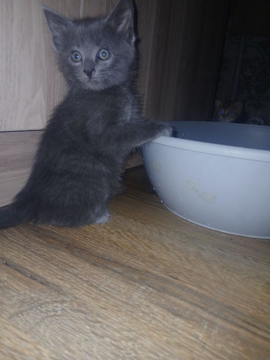 Продаются котята шотландские