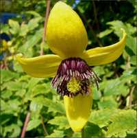 10seminte clematis korean beauty,  Lemon