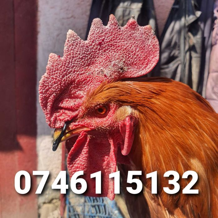 Gaini Fazani Cocosi Pauni-Alternativa Ochelari Impotriva Luptelor - GN