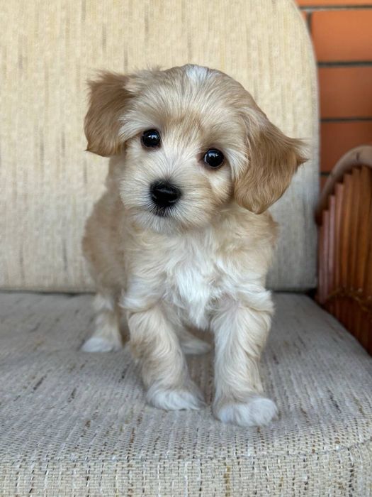 Мальтипу ф1 щеночек