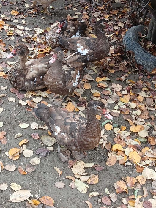 Puicuțe de casă.ouă