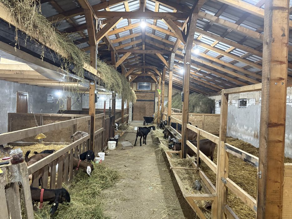 Capre AngloNubiene cu certificat de origine