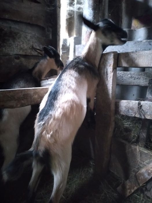 Продам двух козочек
