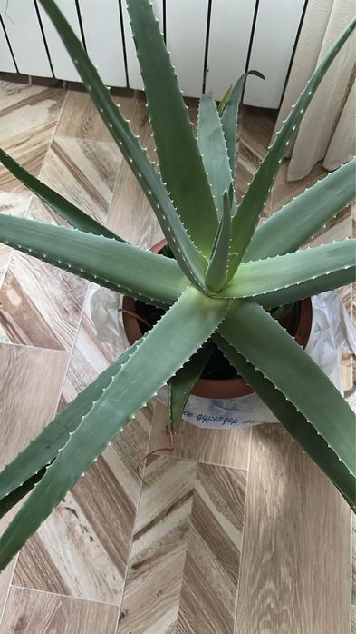 Продам алое большой