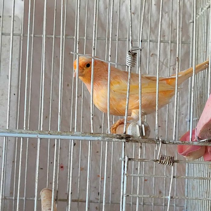 Vand canari cantatori orice culoare