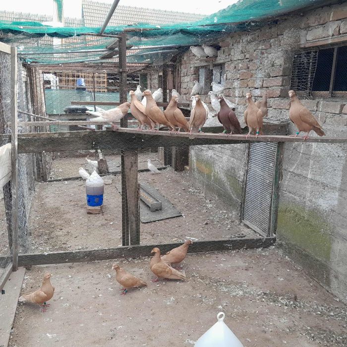 Vând sau schimb voiajori galbeni și albi