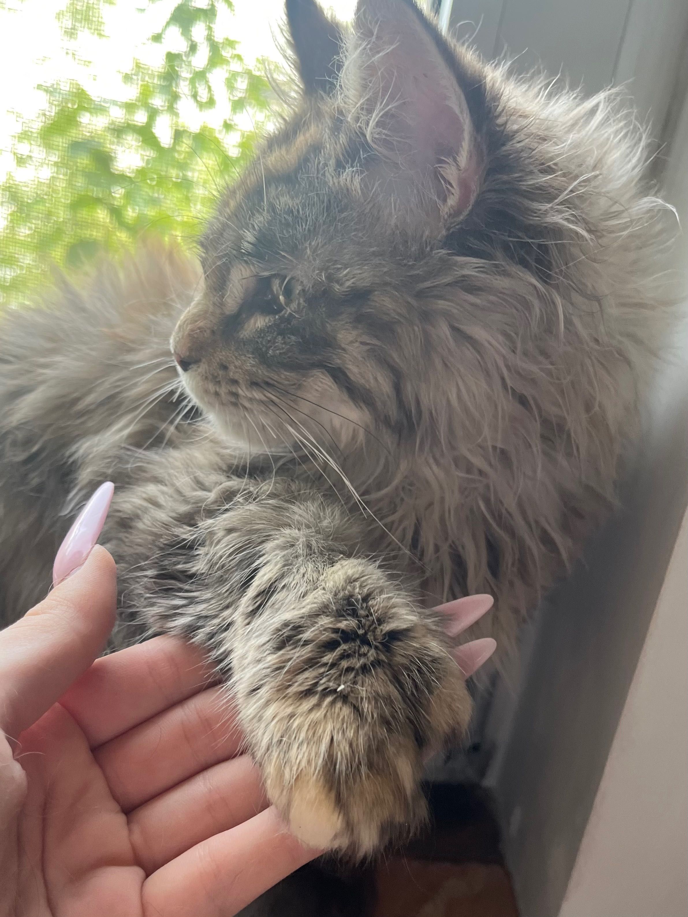 Maine Coon Polydactyl pui pisica