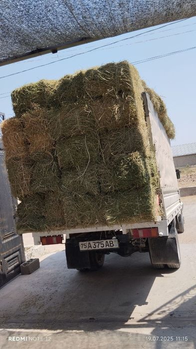 Holati alo batafsil telda gaplashamz