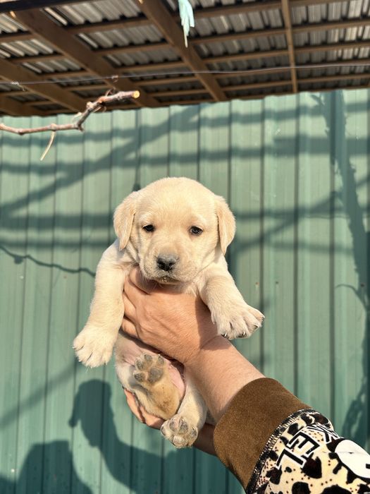 Продаем лабрадоров щенков