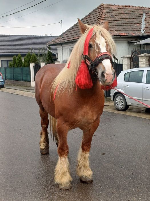 Vand o iapa semi grea romaneasc