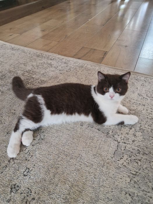 Vând motănel BSH bicolor