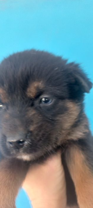 Отдам в добрые руки