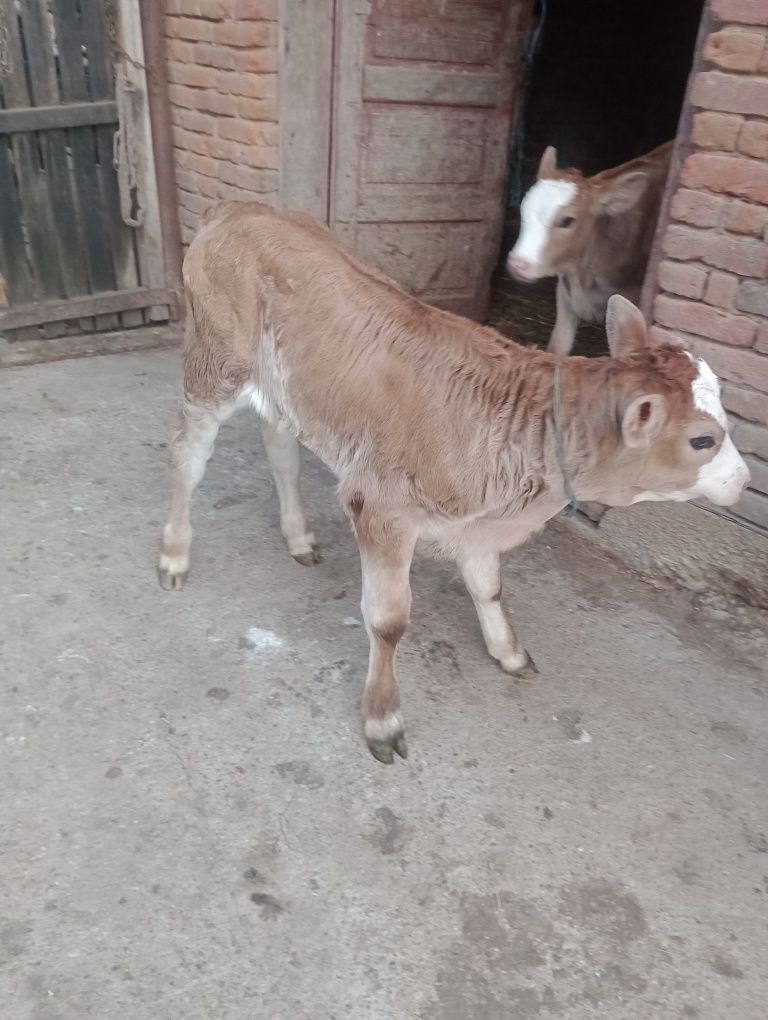 Vând doua vitele de bălțată românească