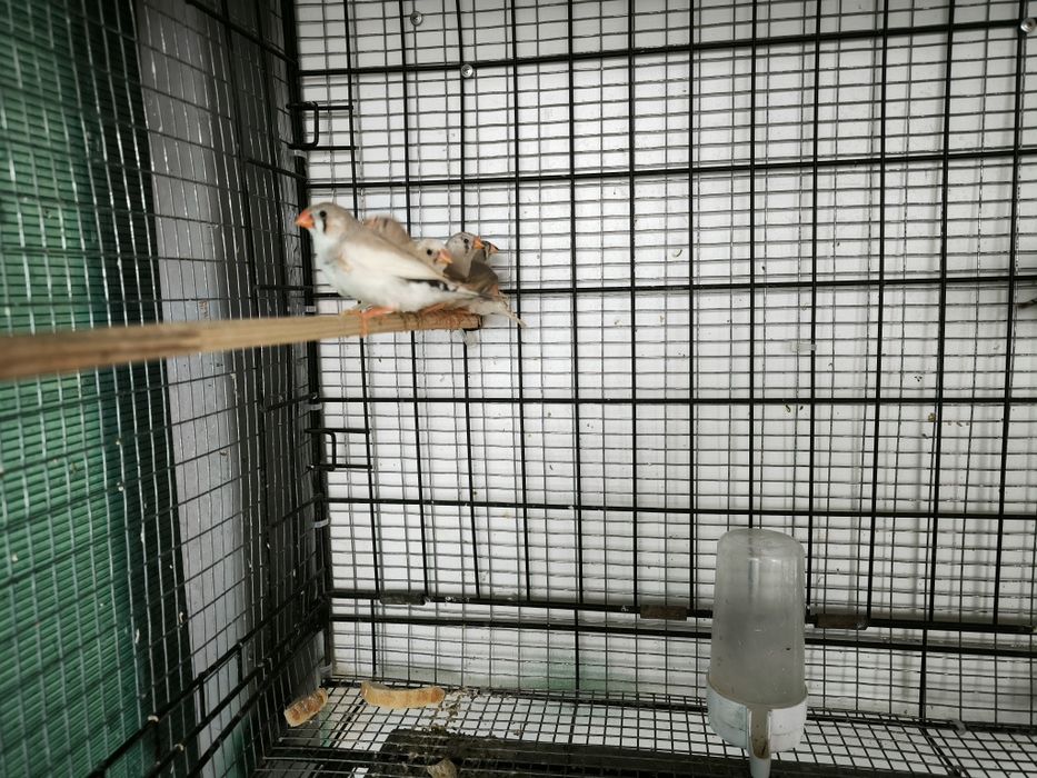 Зеброви амадини млади и работещи