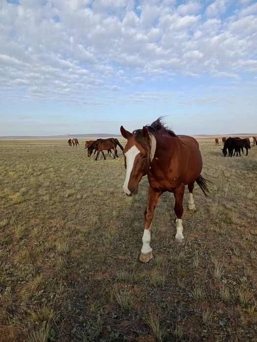 Айгыр    жеребец