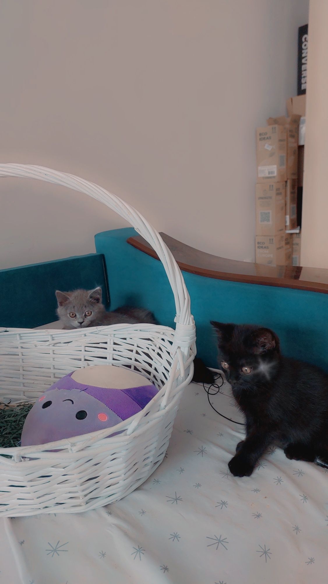 Котята британский 2 месяцев