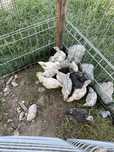 Pui australorp o luna jumate