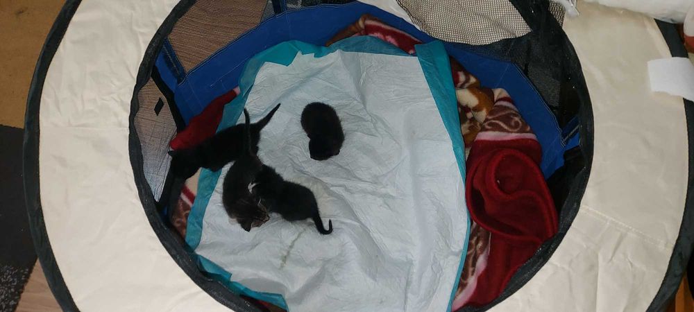 Cusca Tarc Pliabil pentru Pisoi , Catei ,Iepuri, Pui , Etc , ca Noua