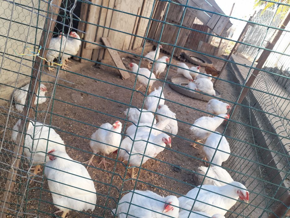 Vand pui de carne crescuti bio la 75 de lei .