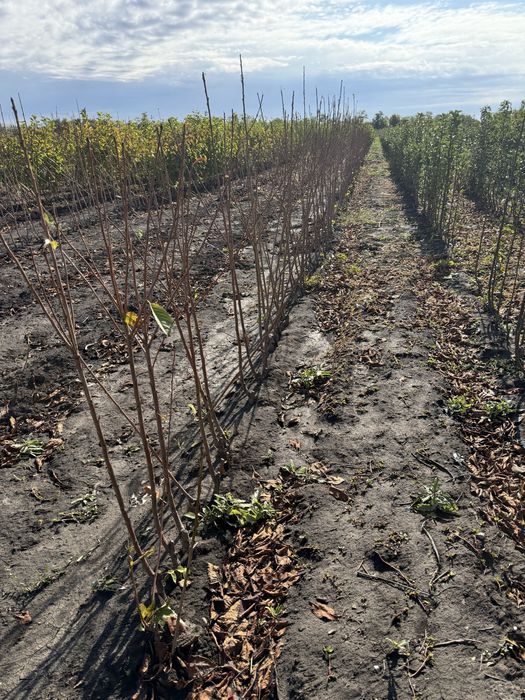 Vand Pomi fructiferi si vita de vie