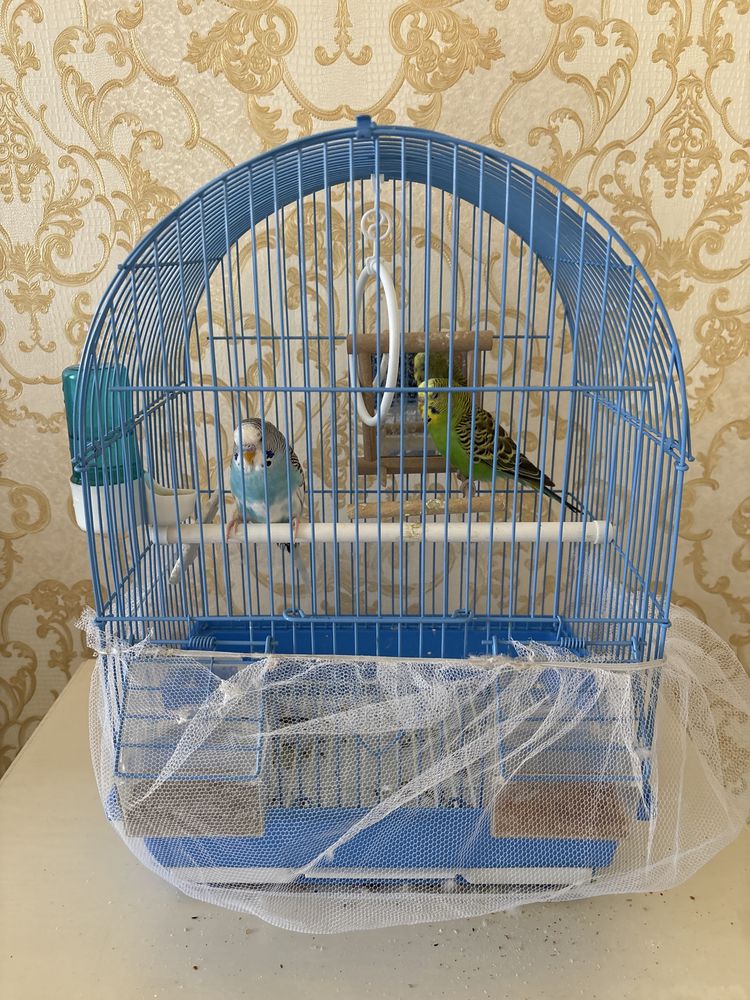 Папугай продается