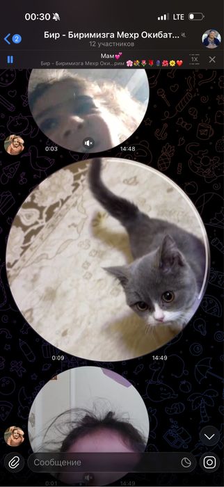 кошка очен сладко кошка